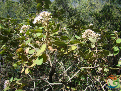 Ageratina tomentella