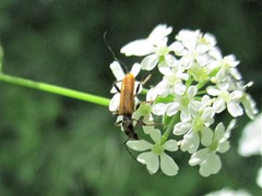 Stenhomalus bicolor