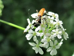 Stenhomalus bicolor