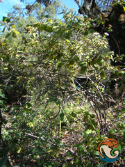 Ageratina tomentella