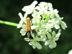 Stenhomalus bicolor