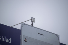 Parabuteo unicinctus