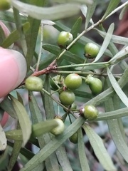 Denhamia silvestris, photograph (c) Sofia Zvolanek, some rights reserved (CC BY)