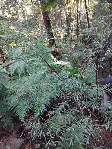 Denhamia silvestris, photograph 5