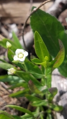 Moehringia