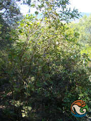 Ageratina tomentella