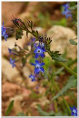 Anchusa stylosa