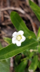Moehringia