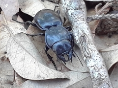 Pasimachus elongatus