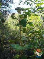 Ageratina tomentella