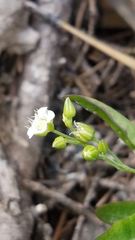 Moehringia