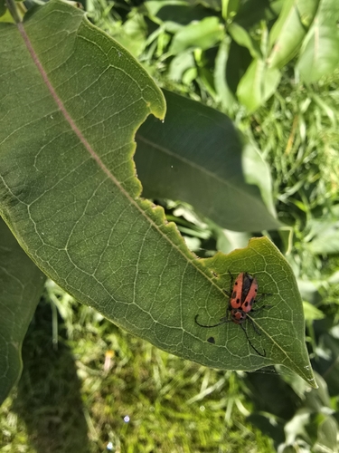 Red Milkweed Beetle