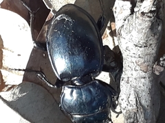 Pasimachus elongatus