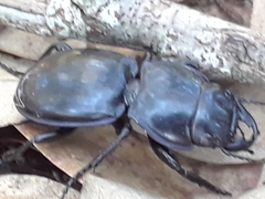 Pasimachus elongatus