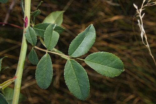 Dog-rose