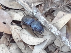 Pasimachus elongatus