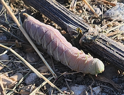 Elm Sphinx