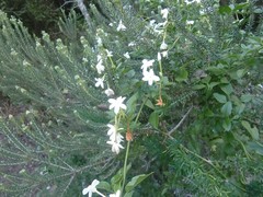 Jasminum multipartitum