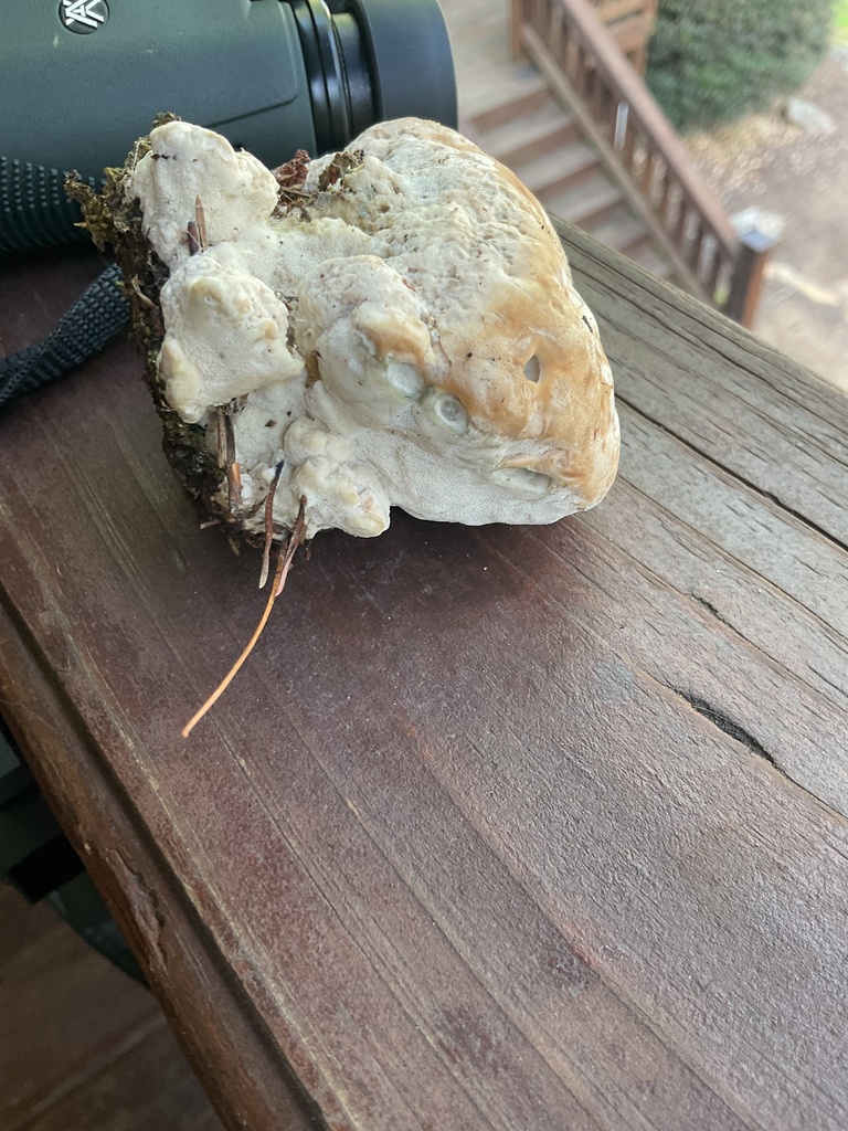 green cheese polypore · August 2026 · photo: Photo: no rights reserved · iNaturalist