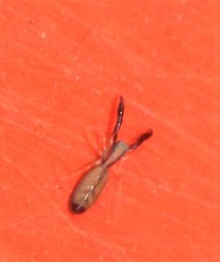 Cheliferoides longimanus