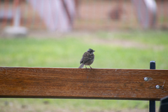 Zonotrichia capensis