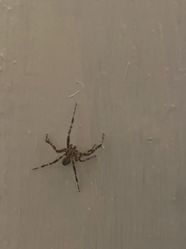 Cross Orbweaver