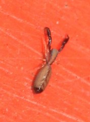 Cheliferoides longimanus