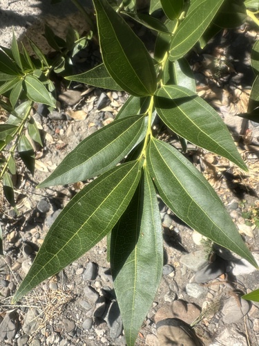 Cocculus laurifolius observed 2026-08-16