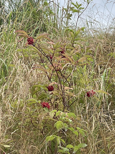 red-berried elder