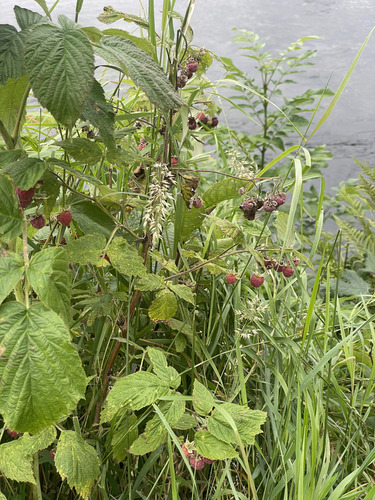 red raspberry