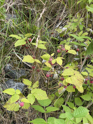 red raspberry