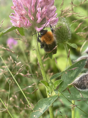 Tree Bumble Bee