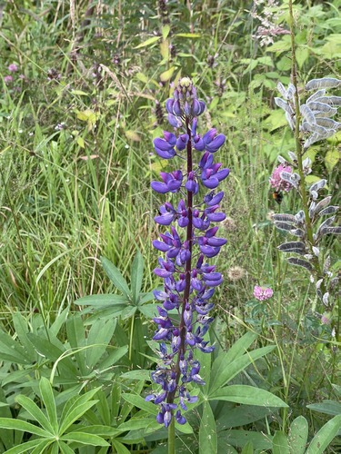 Large-leaved lupine