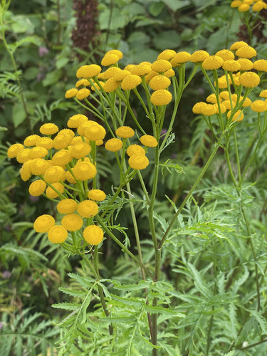 tansy