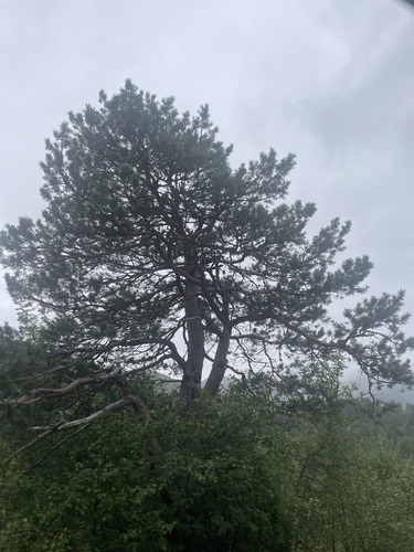Scots pine