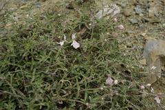 Stachys fruticulosa
