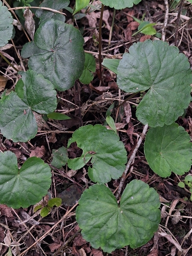 Hydrocotyle leucocephala, photograph 6