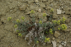Asperula glomerata