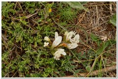 Astragalus rupifragus