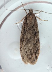 Semioscopis aurorella