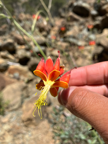 Aquilegia eximia, photograph 3