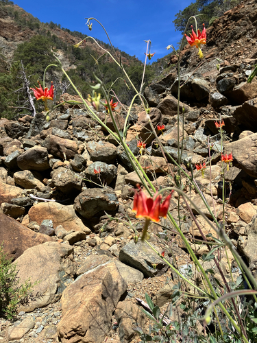 Aquilegia eximia, photograph 2