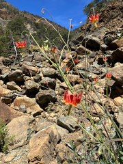 Aquilegia eximia, photograph author not stated, no rights reserved
