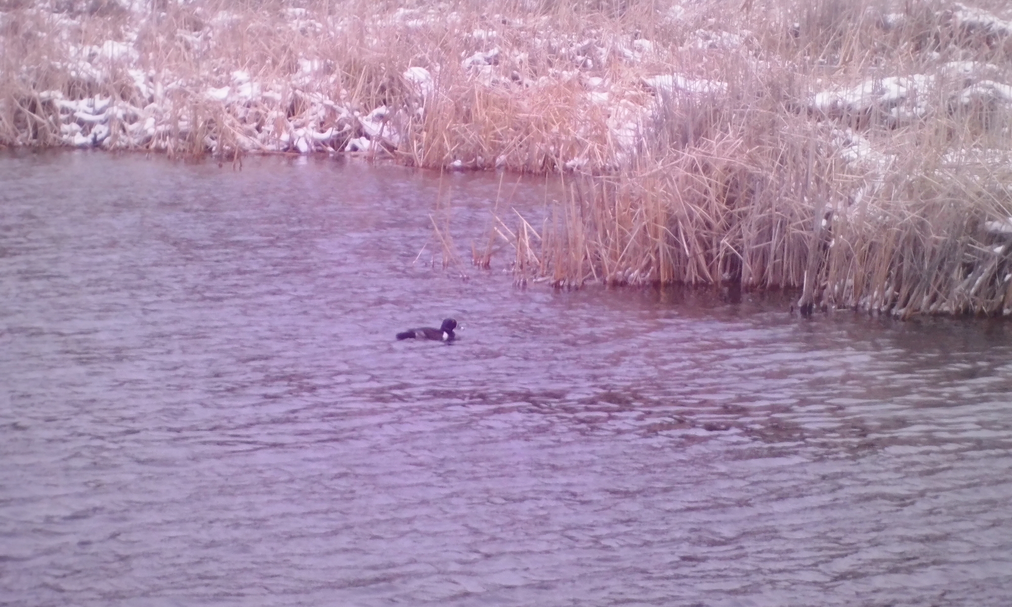 Ring-necked Duck