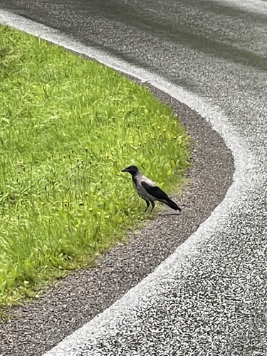 Hooded Crow