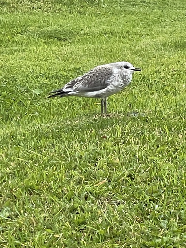Common Gull