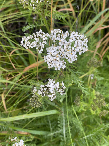 common yarrow