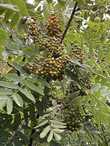 European mountain ash
