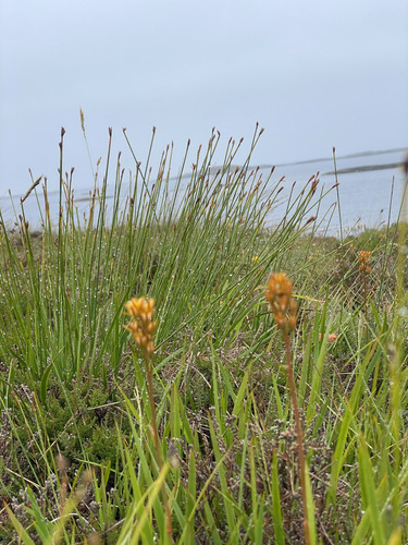 bog asphodel