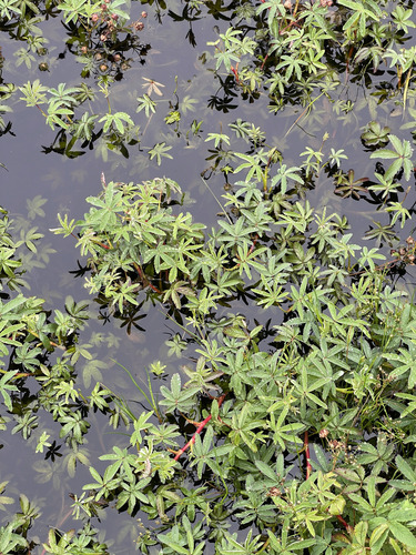marsh cinquefoil